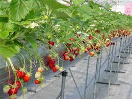 Techmart Nông nghiệp & Công nghệ sau thu hoạch 2022: Ứng dụng IoT cho vườn trồng dâu